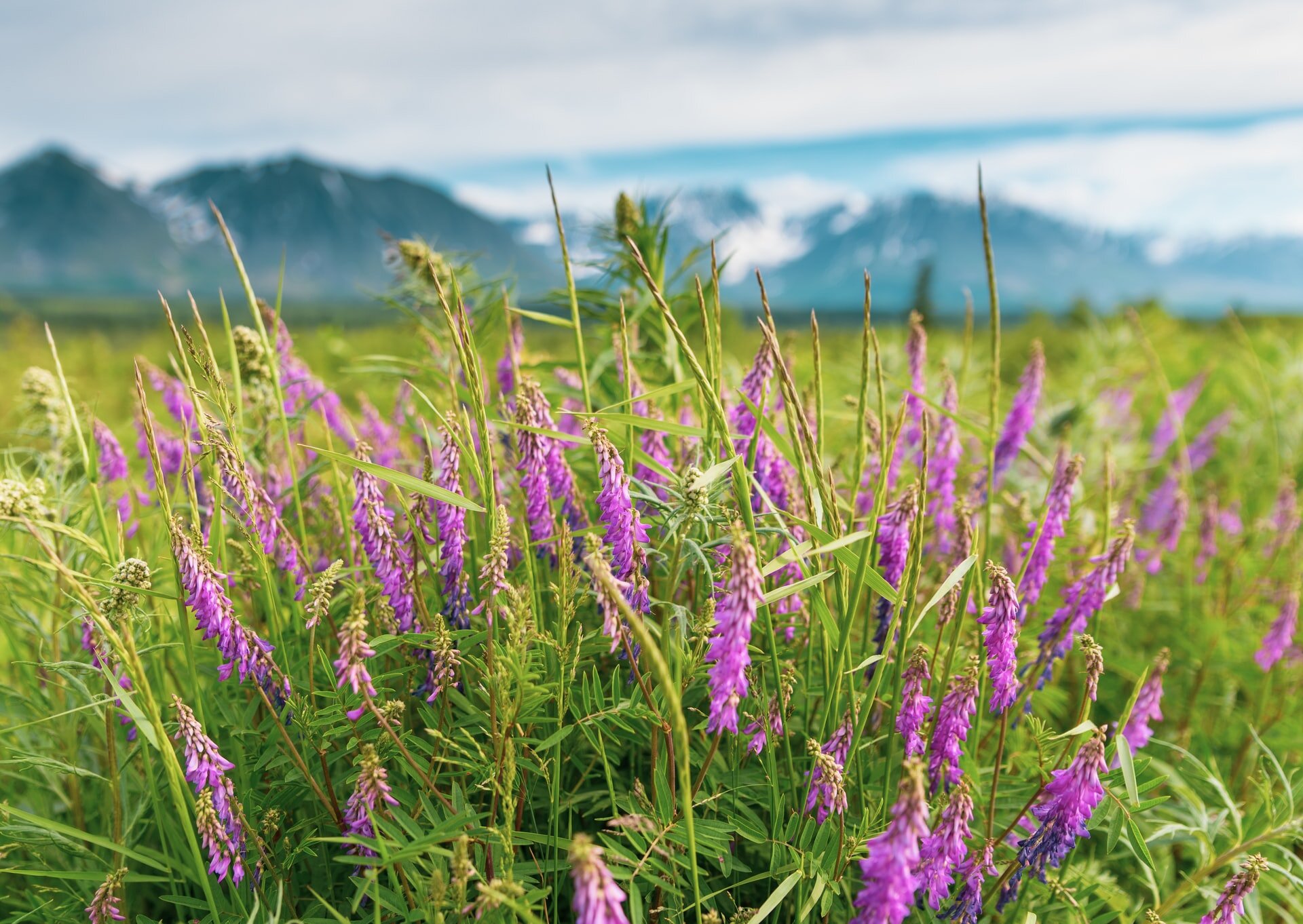 purple flowers in Alaska