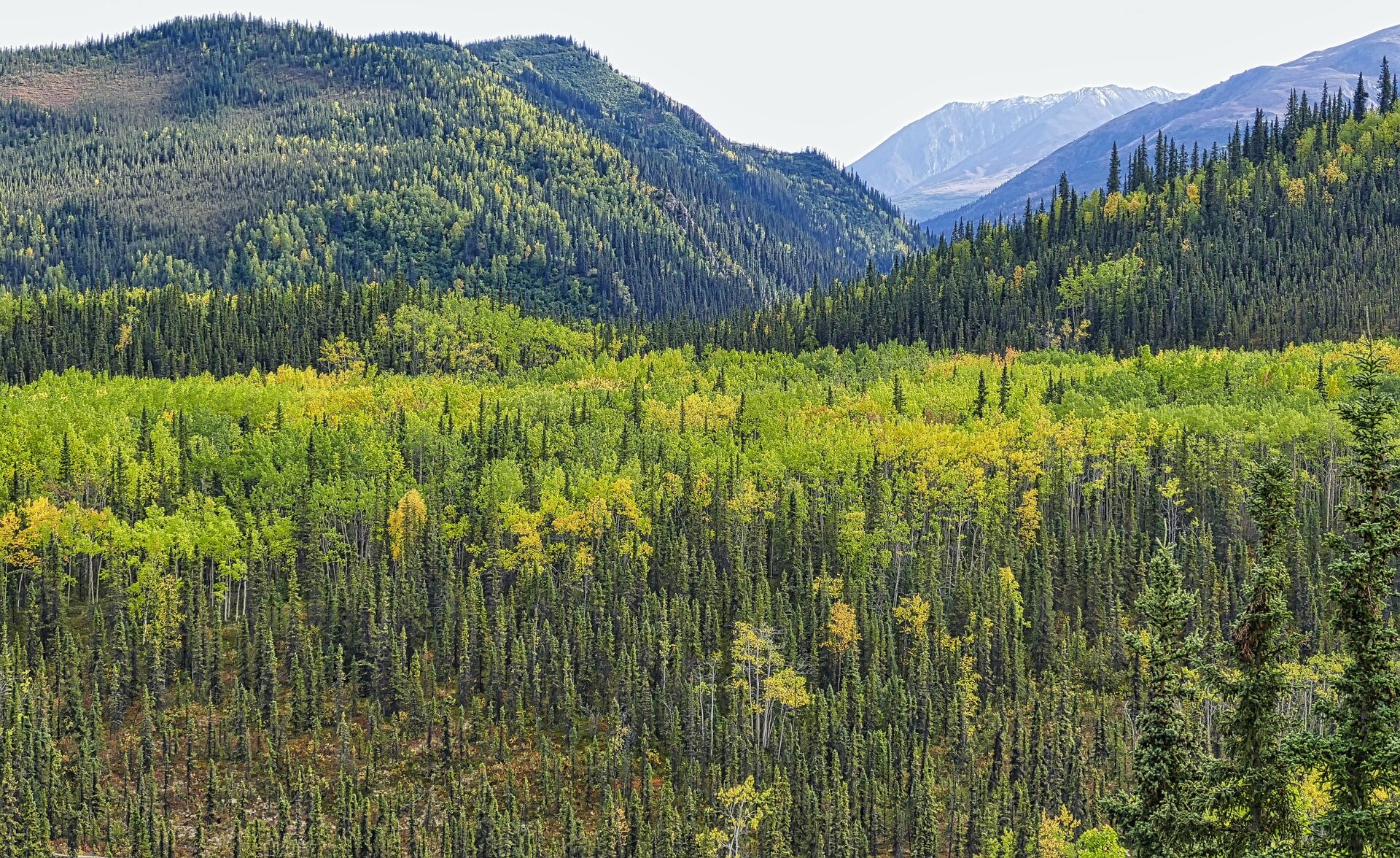 Denali forests