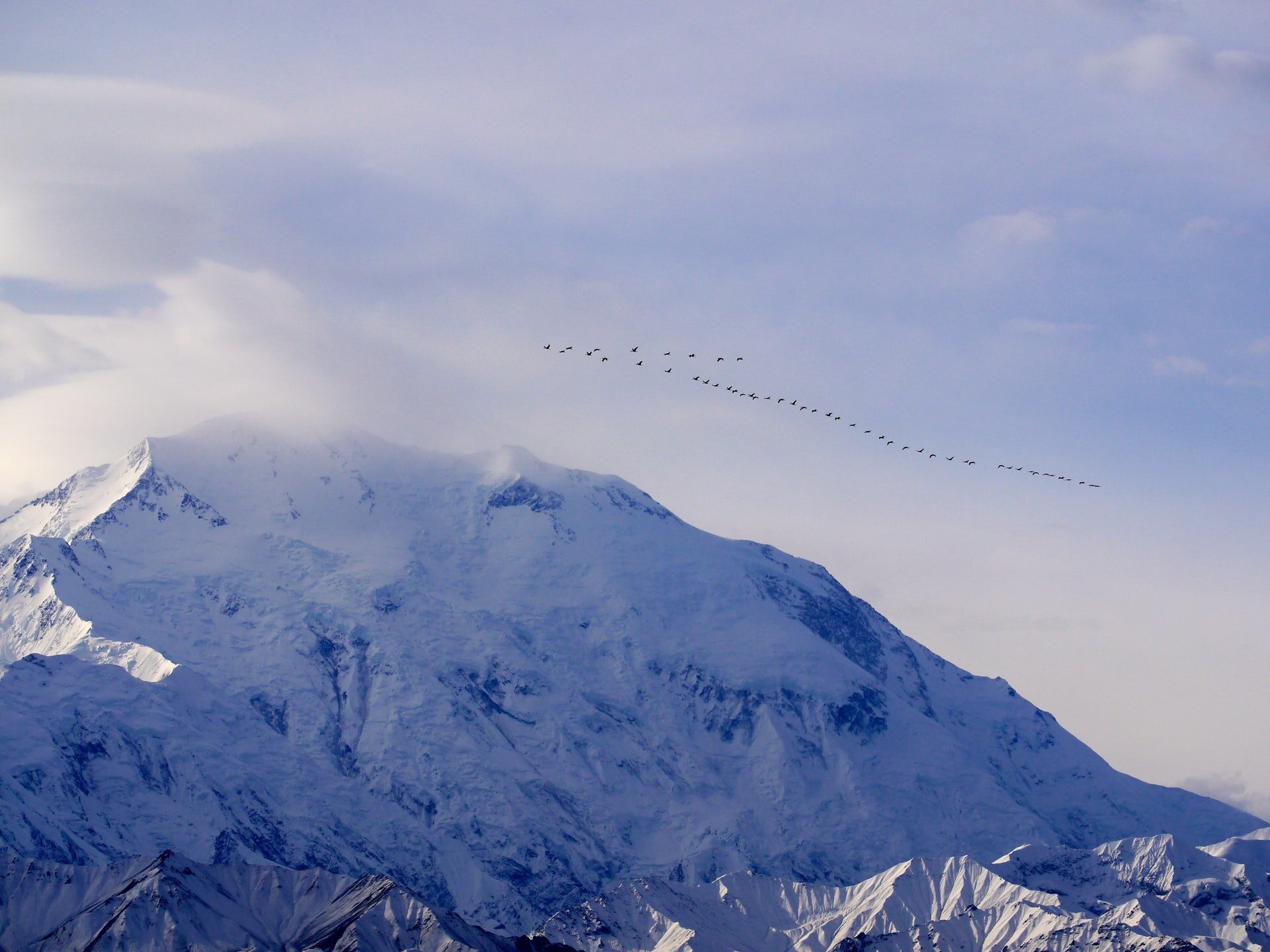 cranes over denali