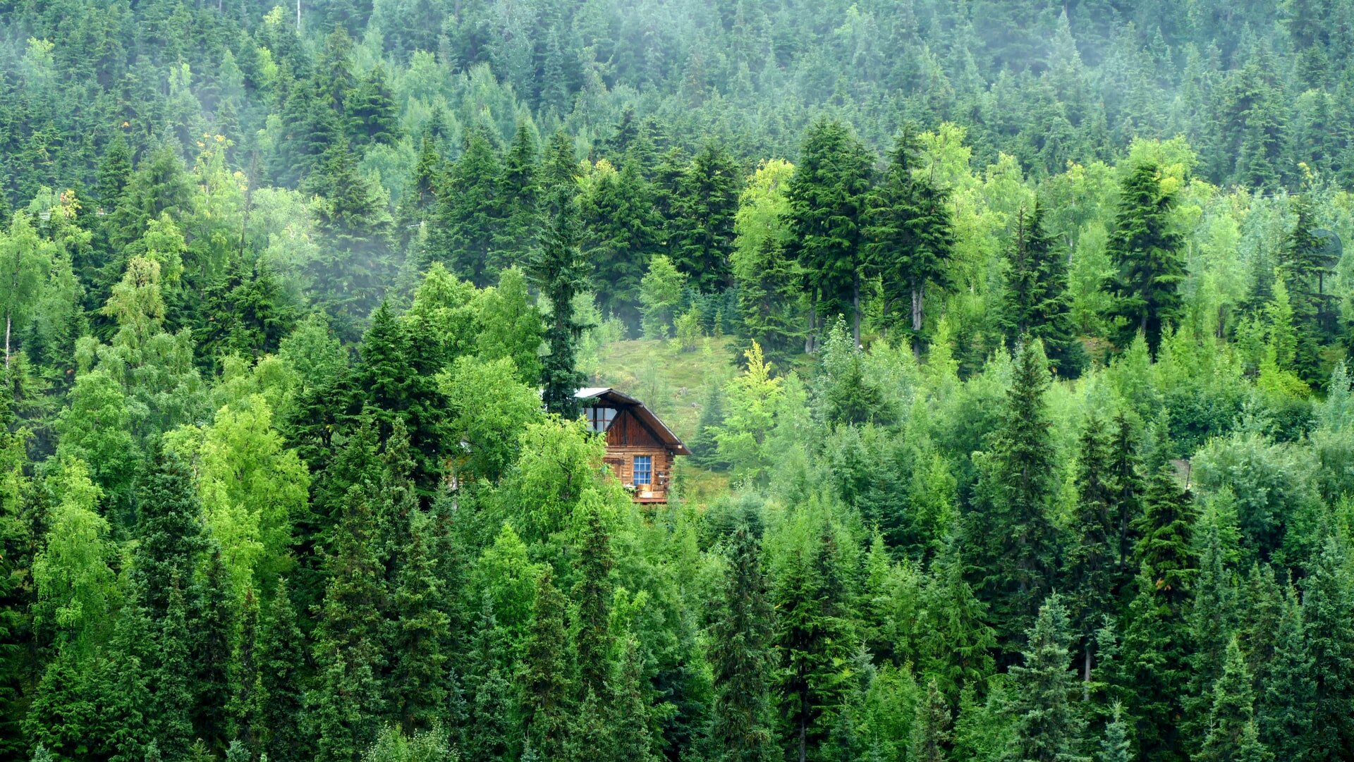 Cabin in forest