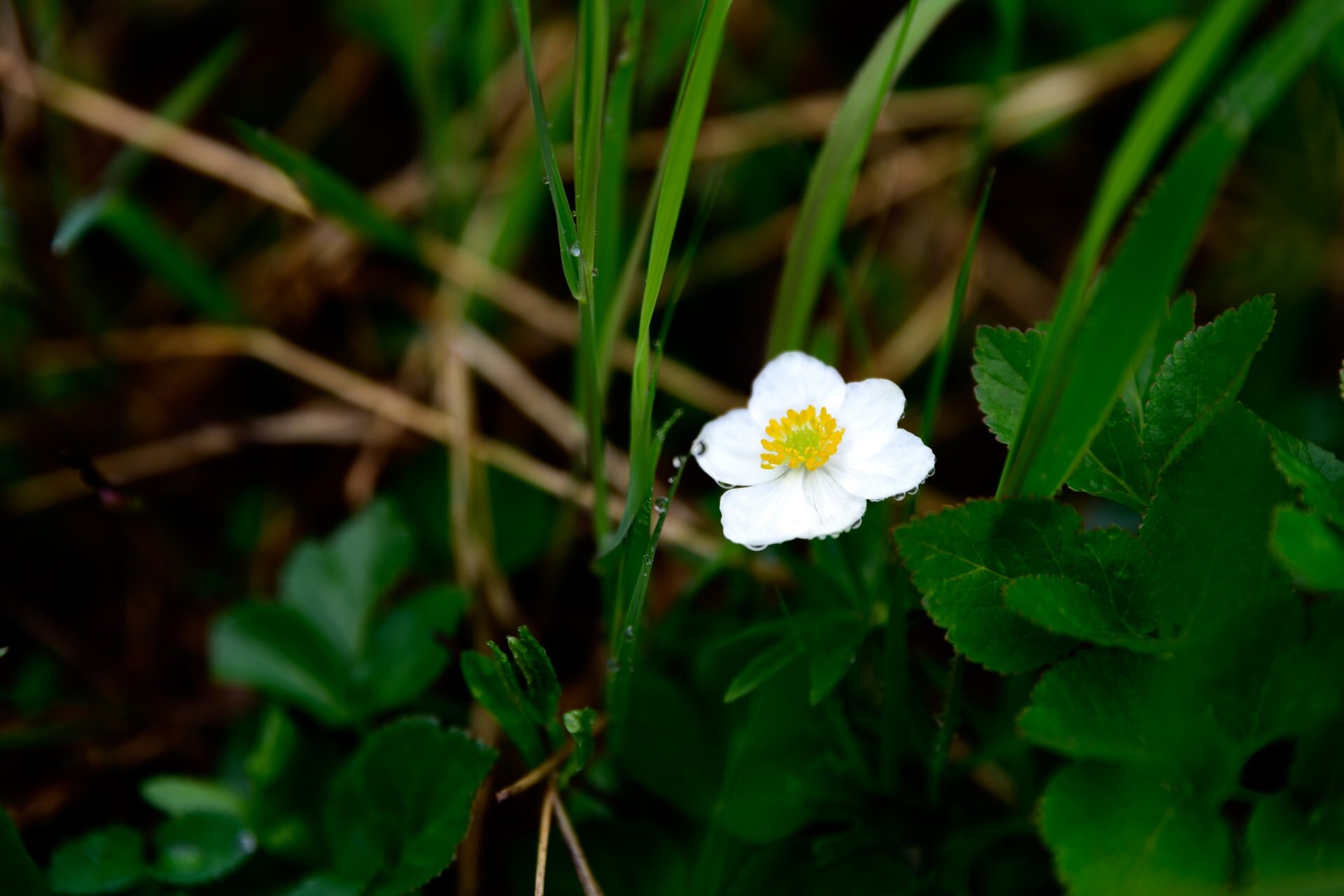 dew drops on white flower